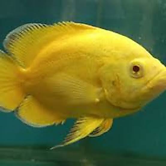 Dekorasi Hiasan Aquarium Oscar Lemon JUMBO (KHUSUS INSTAN)