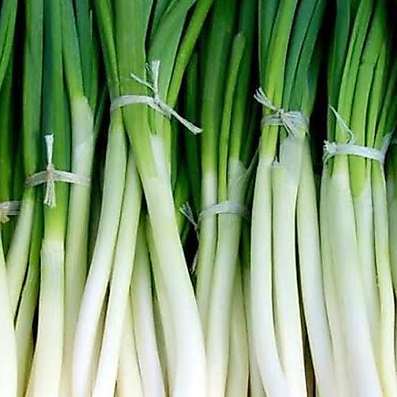 Daun Bawang 1 Ikat Daun bawang segar daun bawang fresh sayur daun bawang Daun Bawang Sayur Kendal Da