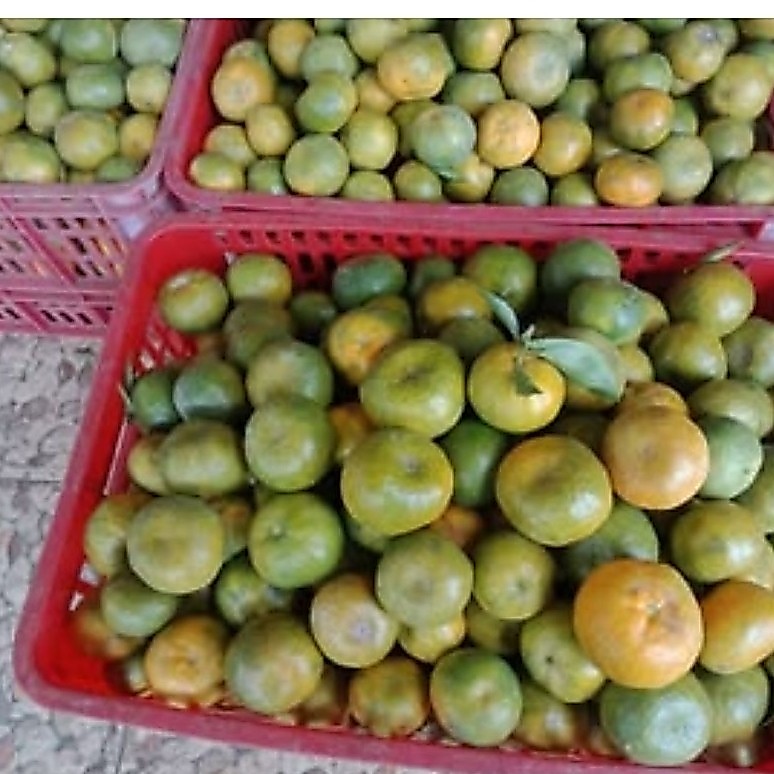 Jeruk Siam Madu Malang 1 Kg