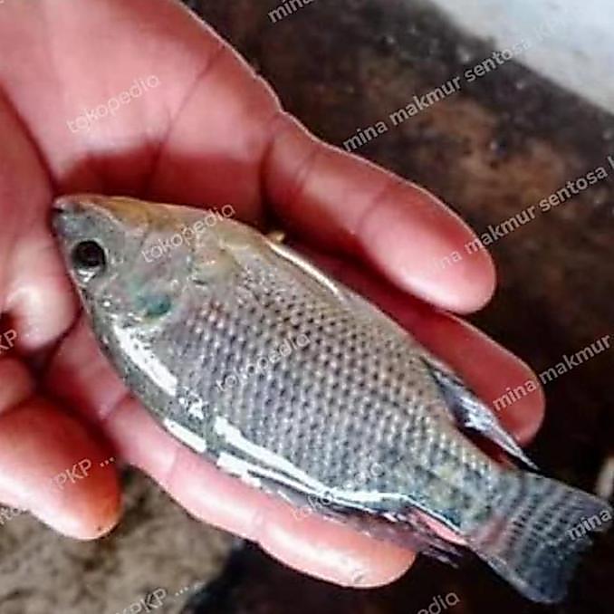 paket bibit ikan nila gesit hitam ukuran : 3 jari isi 20 ekor