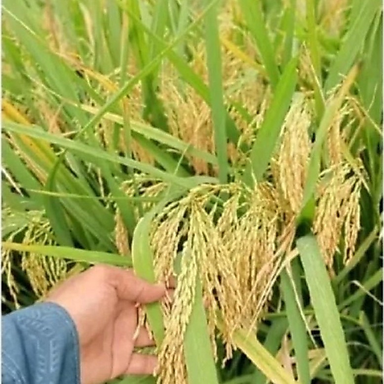 5kg Padi unggul Ciherang mutiara