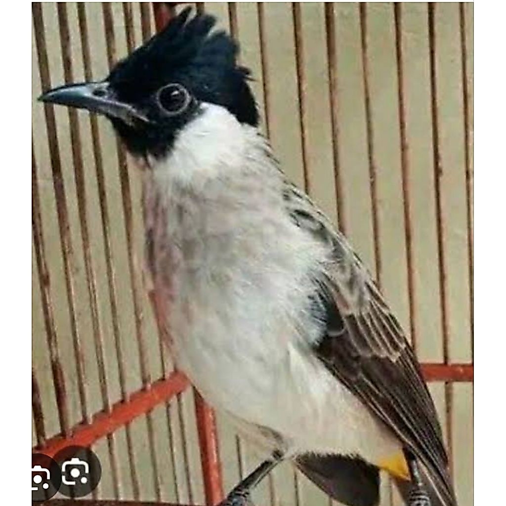 kutilang jawa jantan gacor