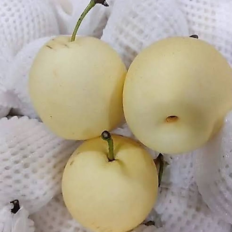 (KIRIM HARI INI - SORE) Buah Pir Sweet dan Pir Century Instant Purwokerto