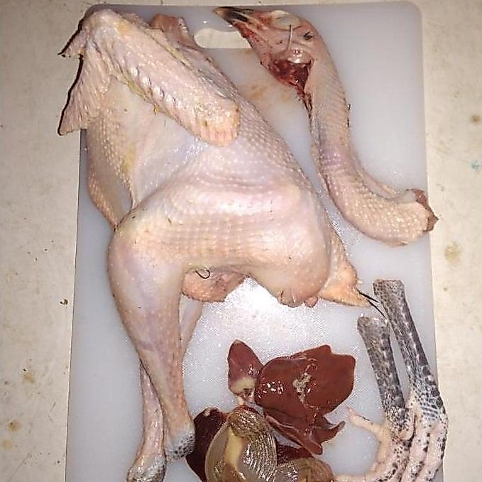 Enyama- Ayam Kampung Asli,Berat Hidup 09-1Kg