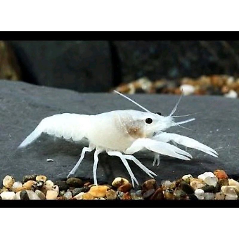 udang hias lobster air tawar white