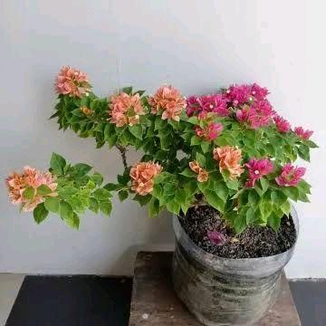PROMO tanaman hias bougenville bunga kertas - bougenville bunga 2 warna - bibit bonsai - bonsai boug