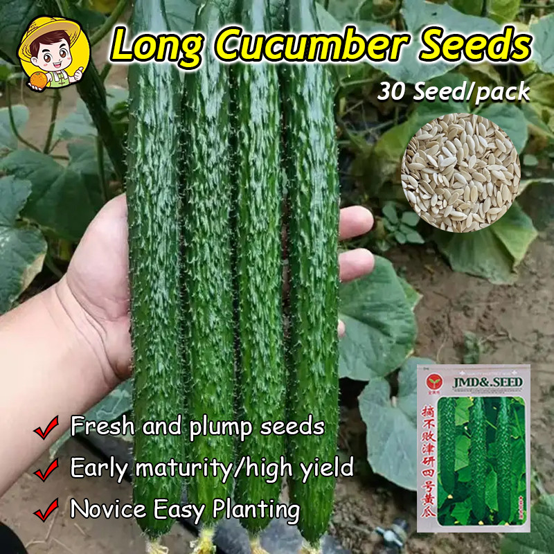 (Fast Growing 30 Seed) Fresh Japanese Cucumber Seeds for Planting Vegetables Plants Organic Long Cuc