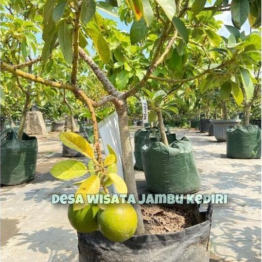 KEBUN BIBIT KEDIRI BIBIT ALPUKAT (DESA WISATA JAMBU KEDIRI)