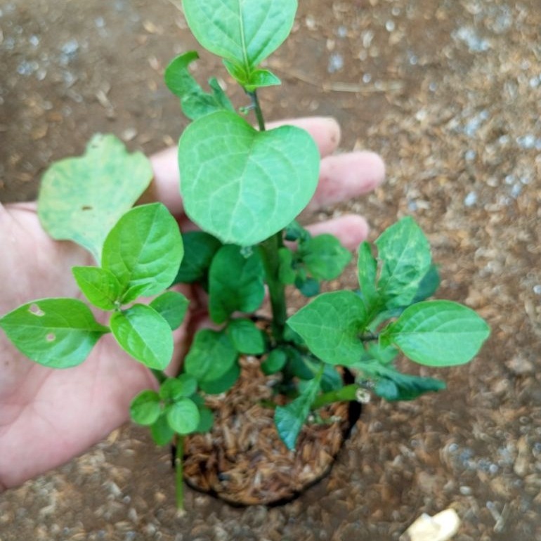 leunca/tanaman leunca/lalapan bahan