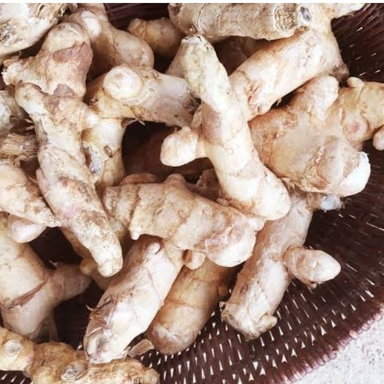 KUNYIT PUTIH SEGAR 1KG KUNYIT PUTIH