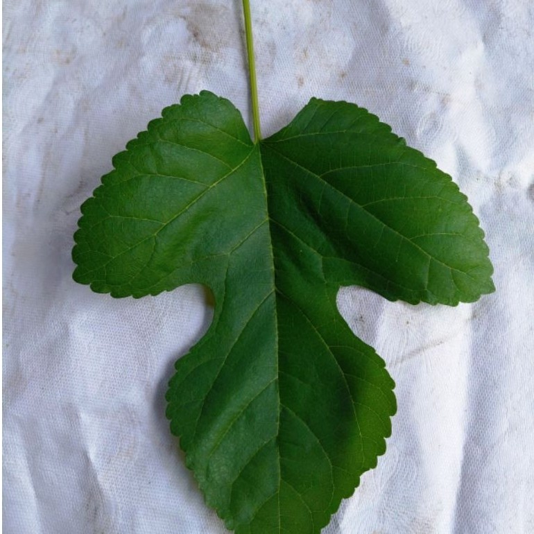 daun bungkus 3 jari fres harga untuk 3 lembar