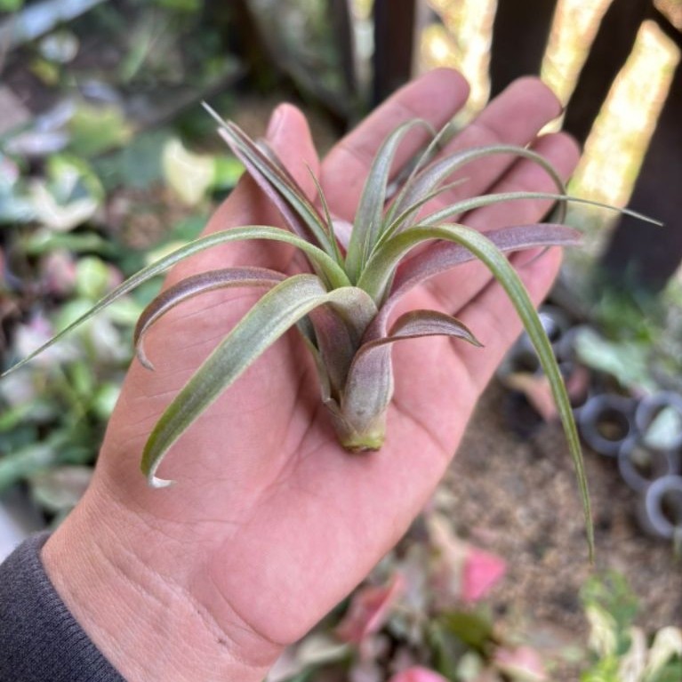 Tillandsia Love Knot sesuai video