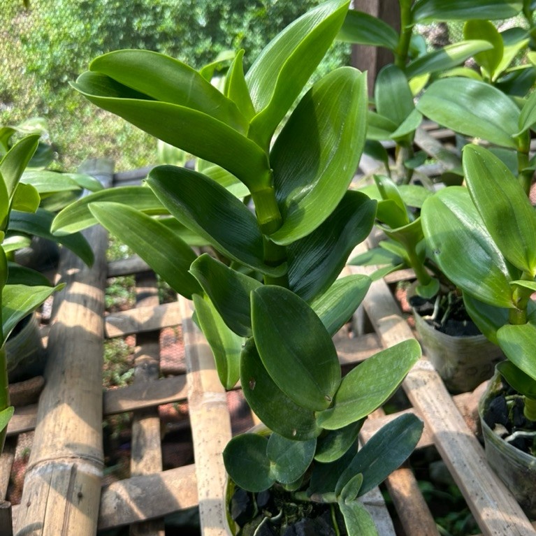 paket isi 3 dendro keriting DD orchid