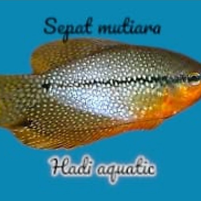 hiasan sepat mutiara ( pearl )