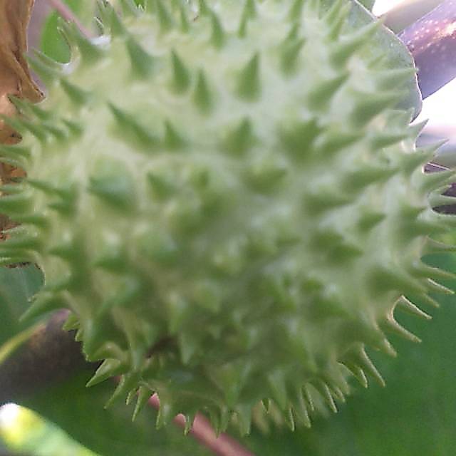 KECUBUNG WULUNG SEGAR HARGA SATU BUAH