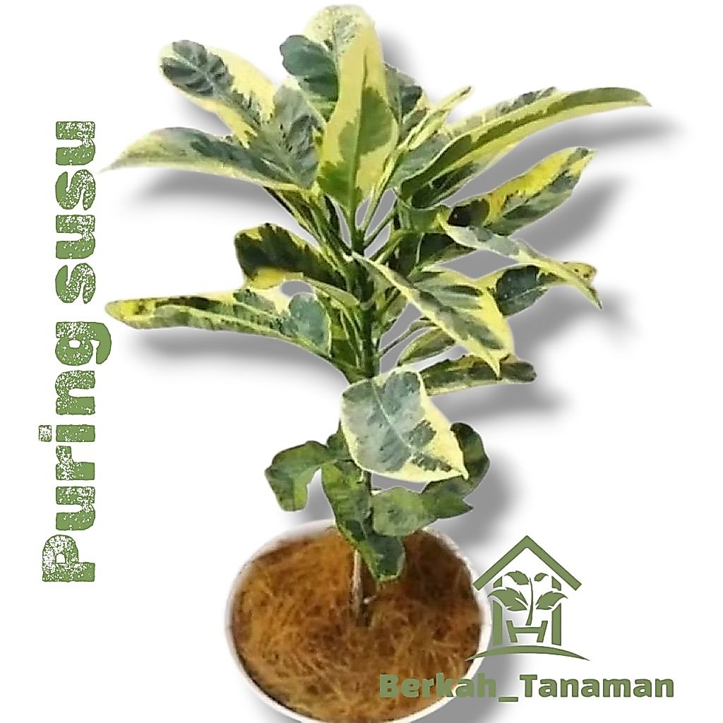 Tanaman hias langka puring susu - puring susu - tanaman Puring