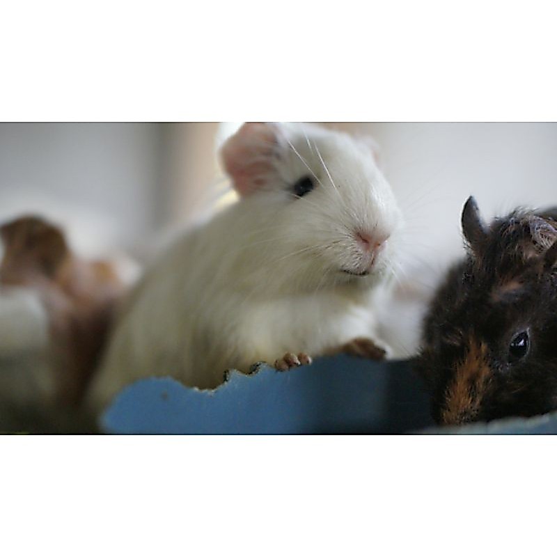 Marmut Lokal bukan Marmut Hias (Guinea Pig/Tikus Belanda)