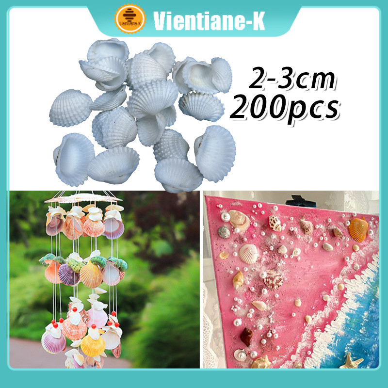 200Pcs Cangkang Tiram / Cangkang Kerang Putih / Kerang Dara / Kulit Kerang Prakarya