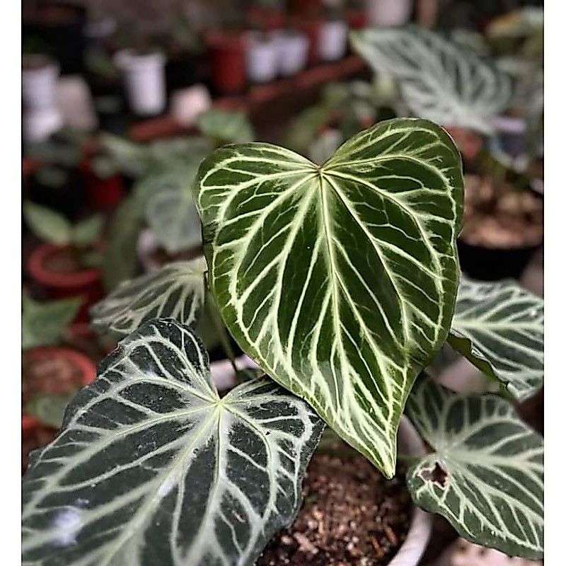 anthurium silver tiger -  Anthurium silver tiger
