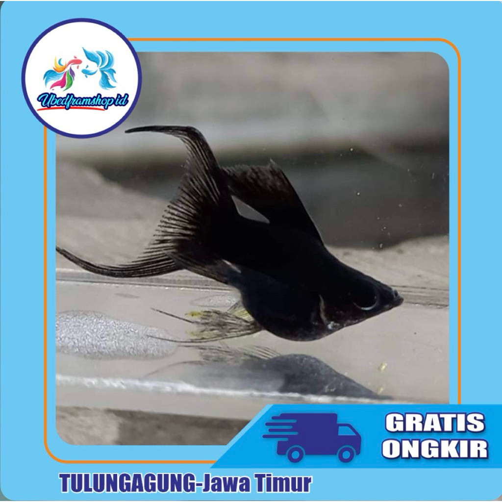 Molly Balon Black Cawang Sepasang Ikan Hias Sehat