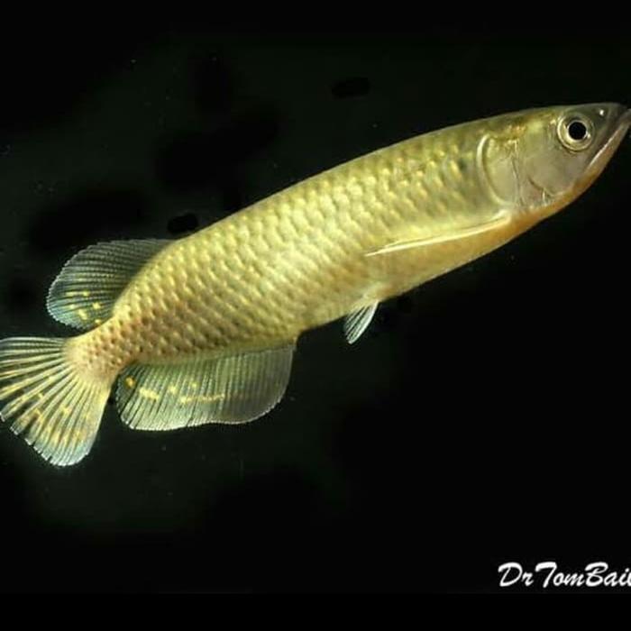 Arowana Jardini Irian Batik