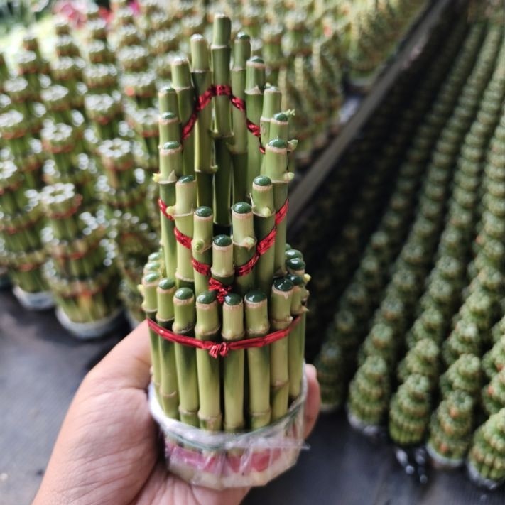 Bambu Hoki Mahkota tinggi 15 cm