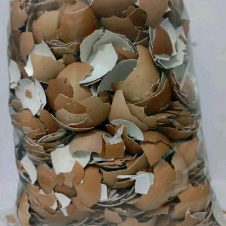 Cangkang telur ayam