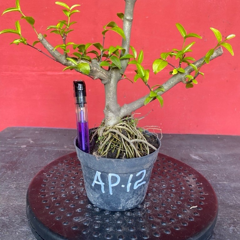 Bahan bonsai bunga anting putri Ap 12