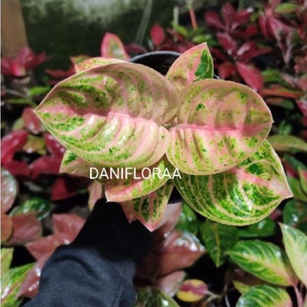 Aglonema Denpasar Moon ORI
