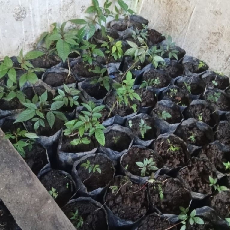 Bibit andaliman siap tanam