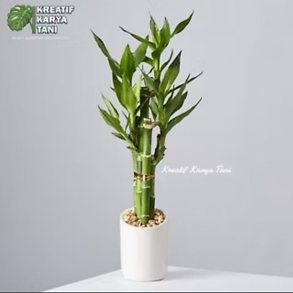 Bambu Hoki Lucky Bamboo Tanaman Yang Bisa Hidup Di Air - Lucky Bamboo Bambu Hoki