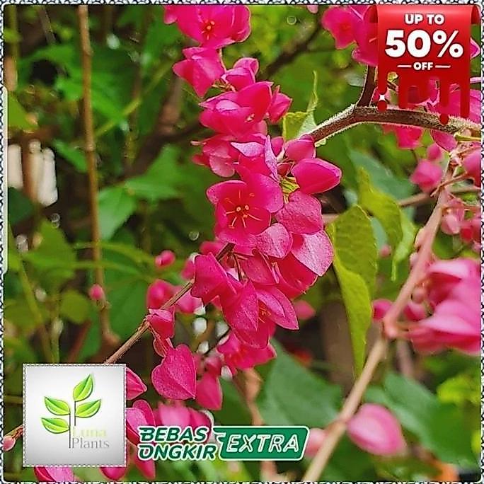 bunga air mata pengantin merah - bibit tanaman bunga