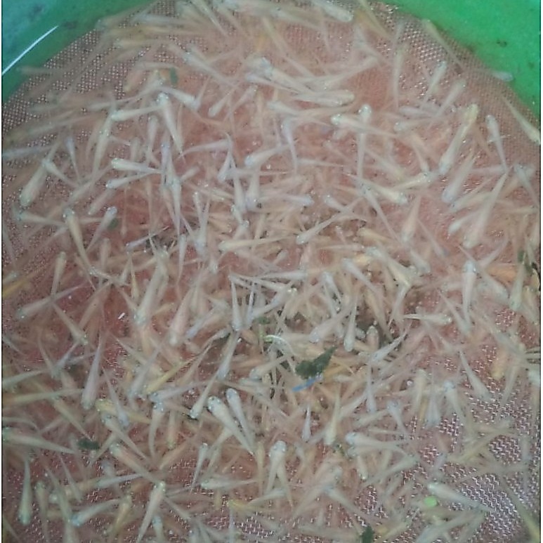 burayak koi kumpay