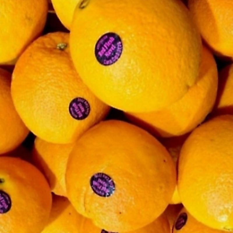 Buah jeruk sunkist navel cara cara oranges fresh/1 kg