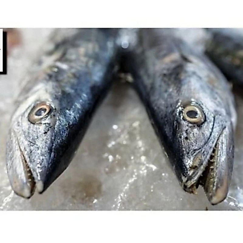 IKAN TENGGIRI SUPER FRESH Berkualitas GRADE A / ANEKA IKAN LAUT SEGAR / IKAN TENGGIRI SUPER / IKAN T