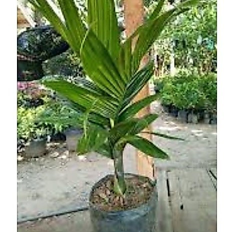Bibit Unggul Pohon Pinang Hibrida Tinggi 30+40cm
