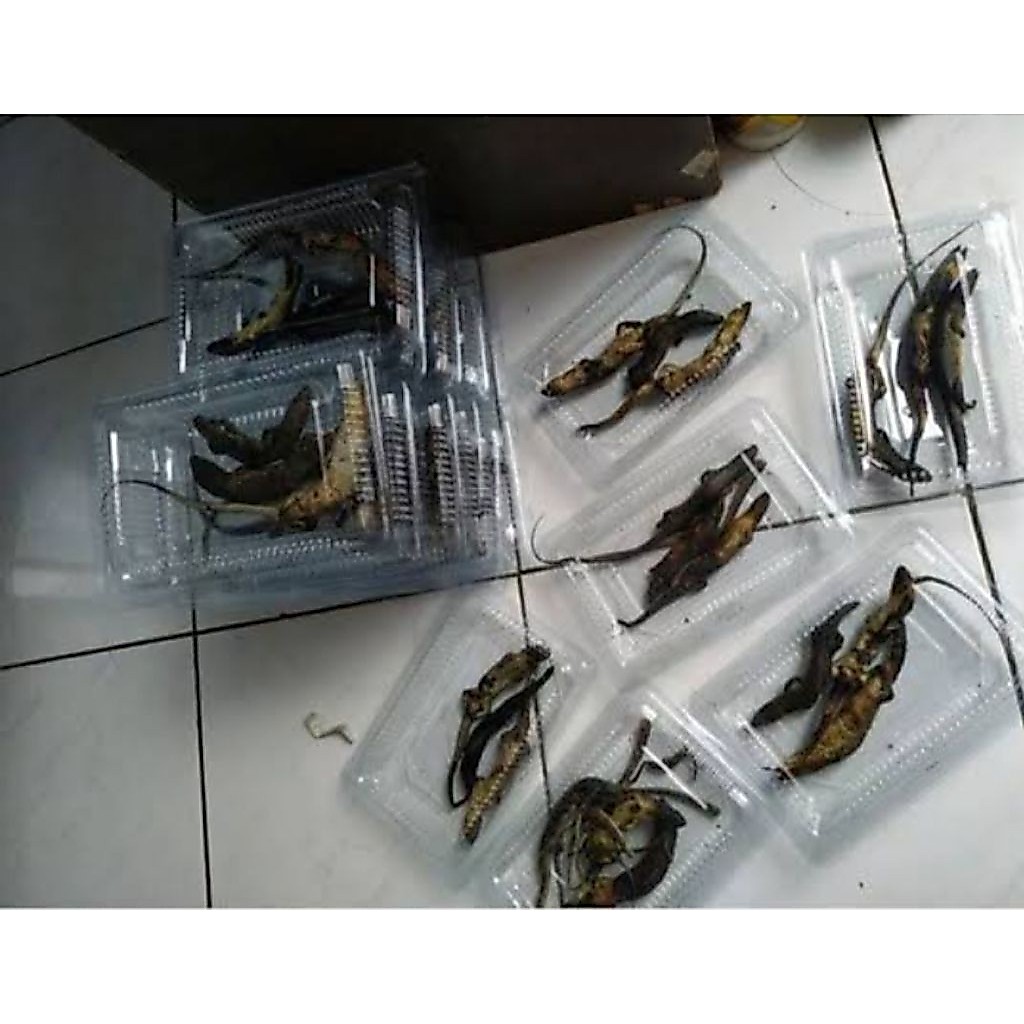kadal bakar umpan mancing