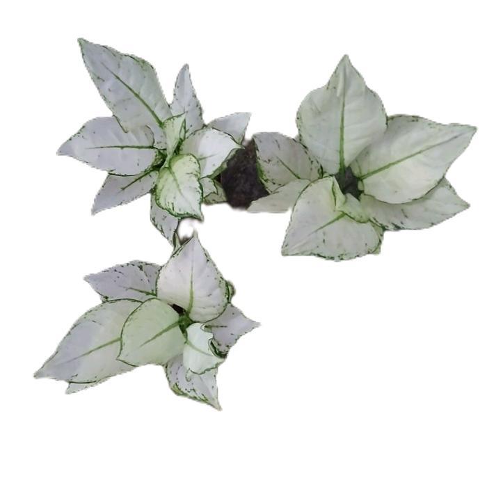 aglonema super white dewasa - tanaman aglonema super white putih - tanaman aglonema daun putih