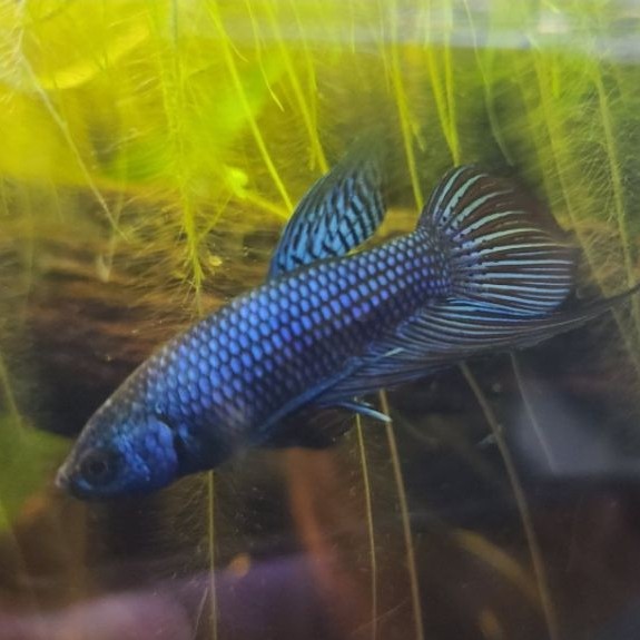 cupang alam wild Betta MALE/FEMALE
