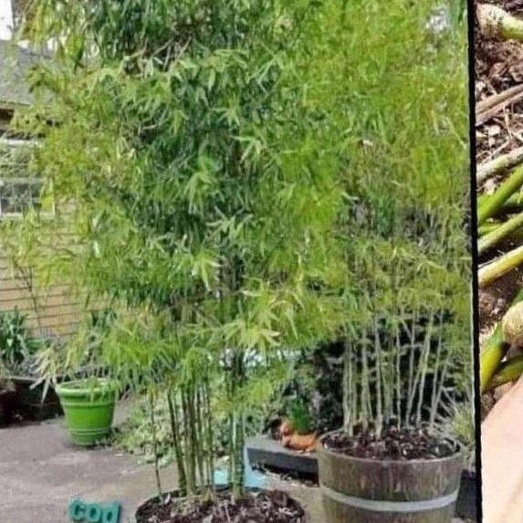 Bibit bambu jepang