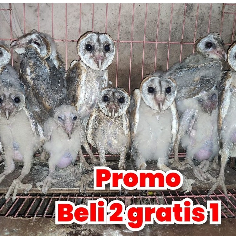 burung hantu tyto alba