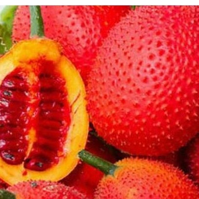 Benih / Bibit / Biji - GAC Fruit (Momordica cochinchinensis) - IMPORT