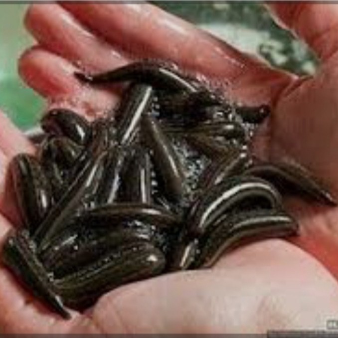 LINTAH HITAM MINYAK ASLI HERBAL