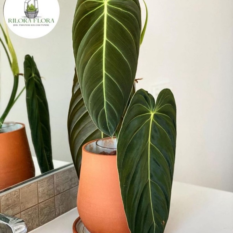 Tanaman hias philodendron melano - Pohon philodendron melano
