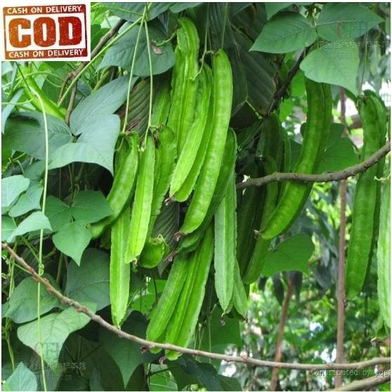 RANITASHOP BIBIT - KECIPIR 5 biji / bibit / benih KECIPIR / CIPIR