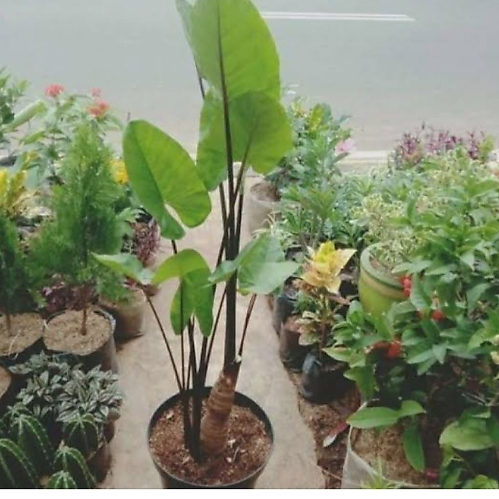 Tanaman Hias Talas Sinte - Talas Sinte Super Unggul - Bibit Tanaman Talas Sinte Mudah Dirawat,Tanama