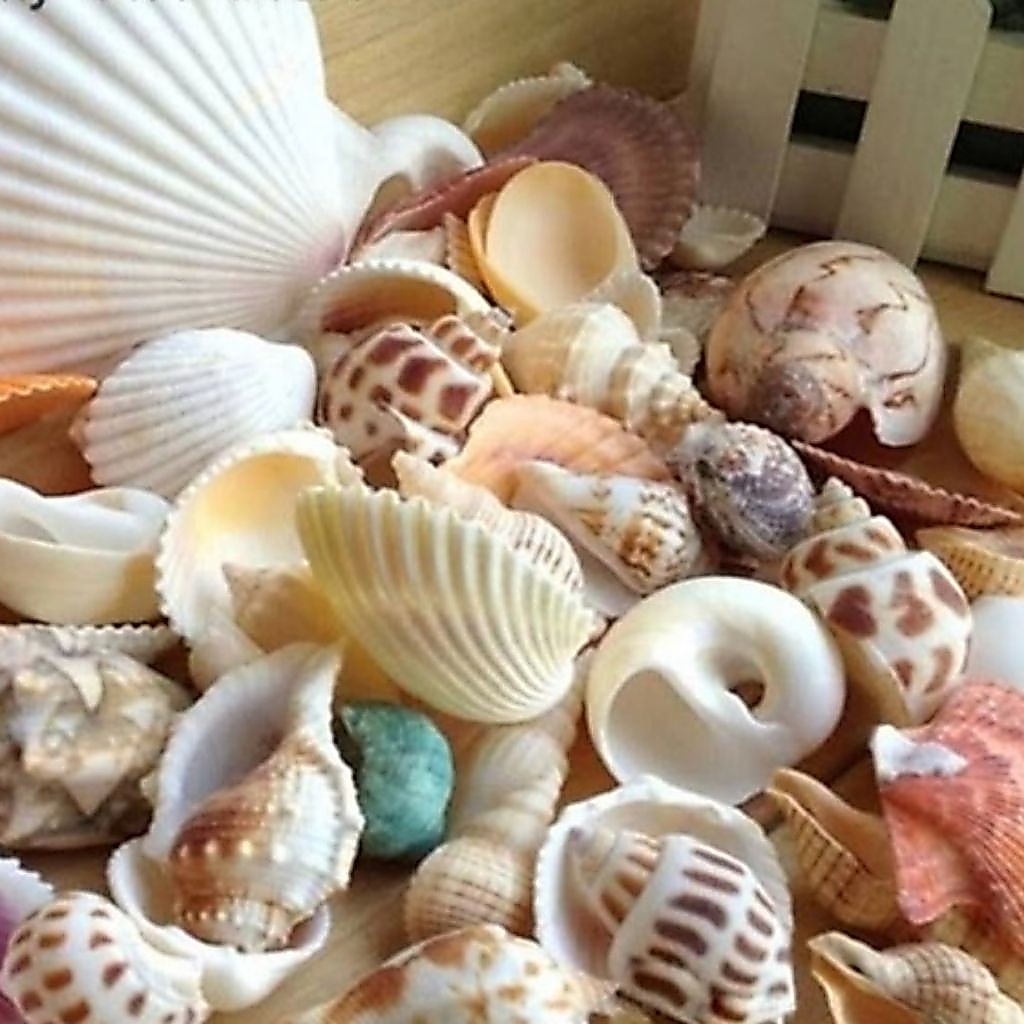 Kerang kerajinan siput laut kerajinan