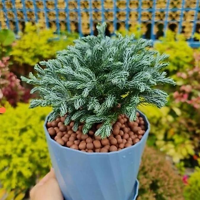 Tanaman hias Cemara perak/cemara silver/Cemara perak