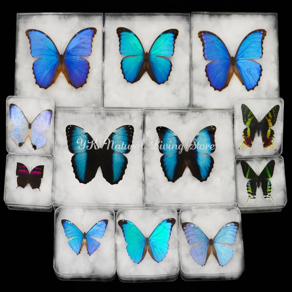 Large Butterflies Rare Butterfly Specimens Stunning Real ButterFlies Can Be Removed For Decorative s