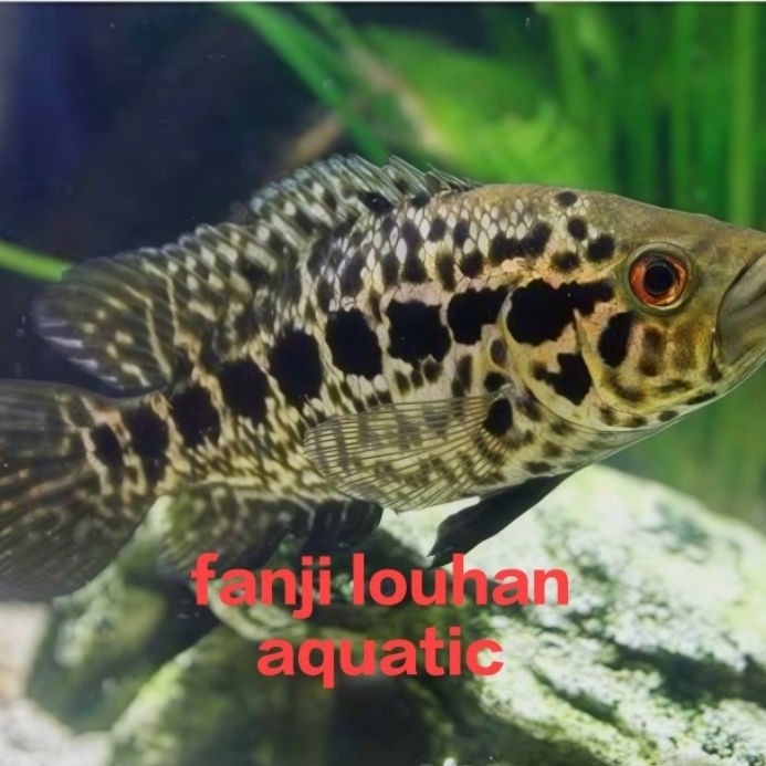 ikan Jaguar size 20 cm